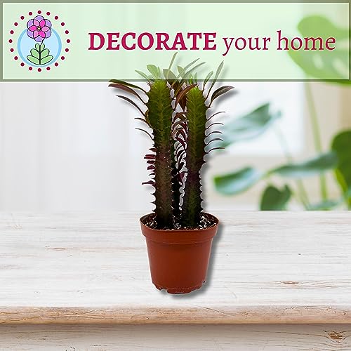 BubbleBlooms Red African Milk Tree, Euphorbia trigona 4 inch Pot, Red Cathedral Cactus Milktree