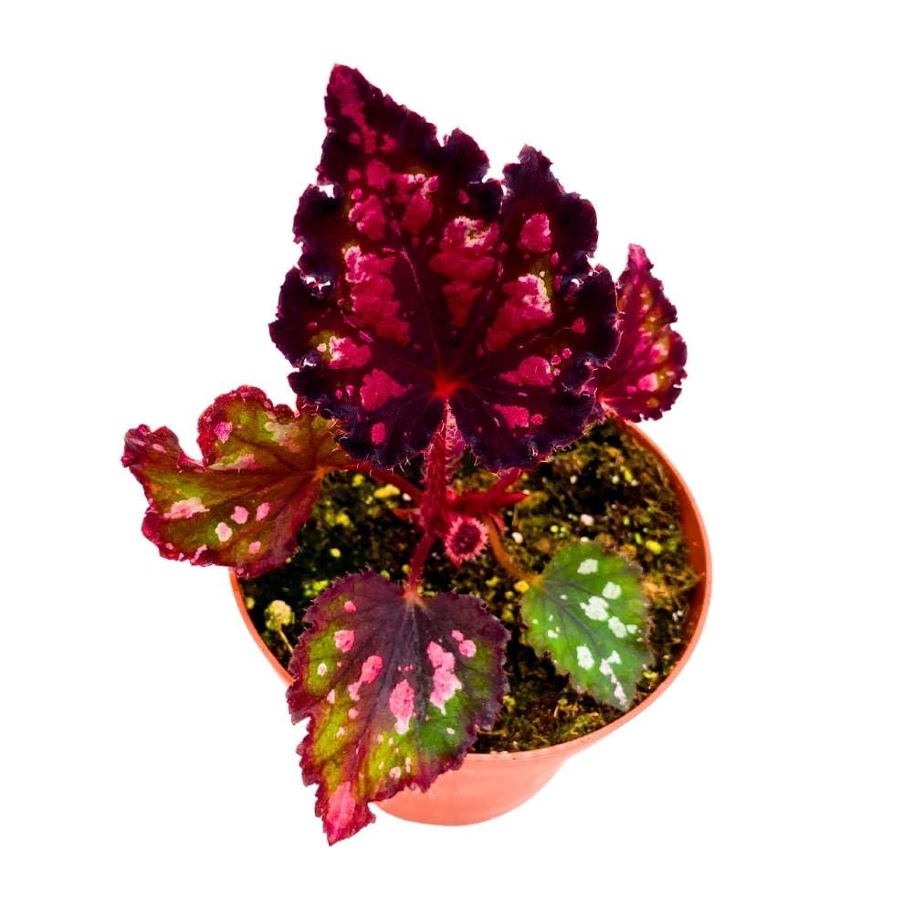 Harmony's Red Hots Begonia Rex 4 inch Dark Black Red Spotted