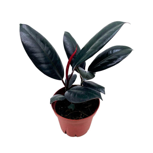 BubbleBlooms Ficus elastica Burgundy, Rubberplant, India Rubber Plant, India Rubber Tree fig in a 4 inch Pot