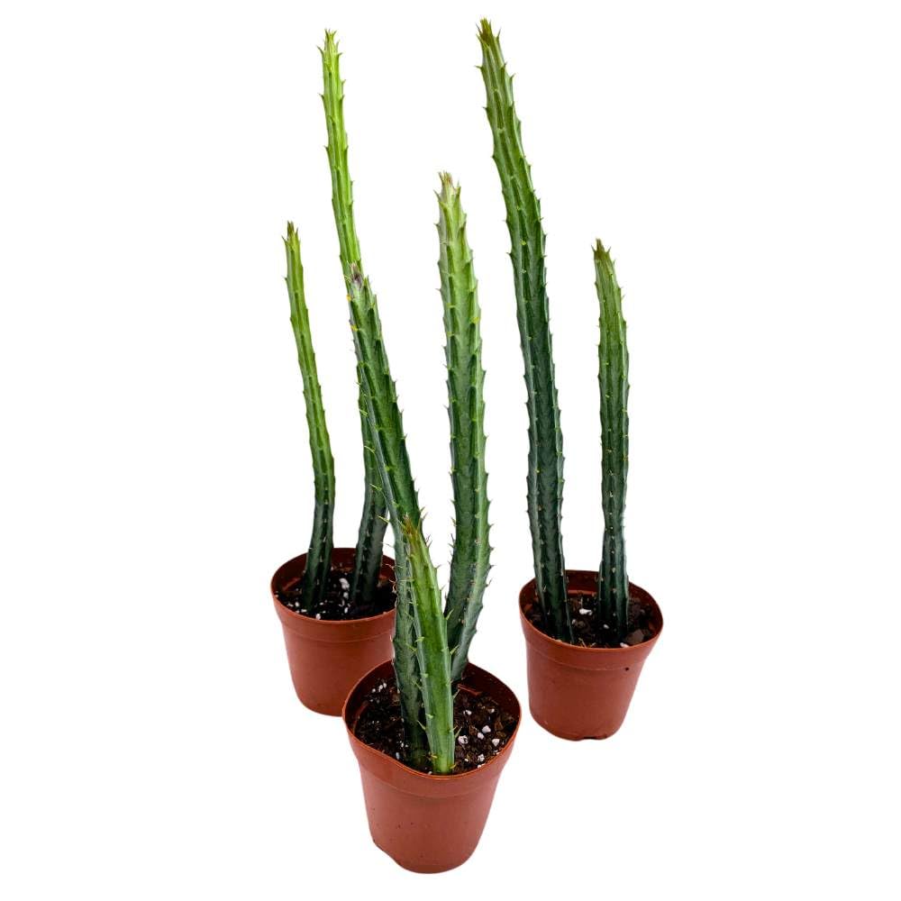 Pickle Plant Pencil Cactus, 2 inch Set of 3, Kleinia stapeliiformis Tiny Mini Pixie Plants