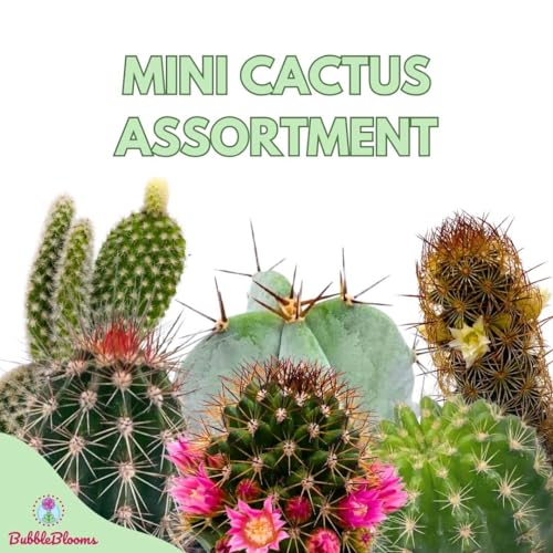 BubbleBlooms Mini Cacti Assortment, 6 Different Cacti in 2 inch pots, Tiny Cactus Set, Grower's Choice