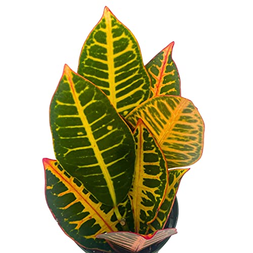 BubbleBlooms Variegated Croton, 4 inch Large Leaf Codiaeum variegatum