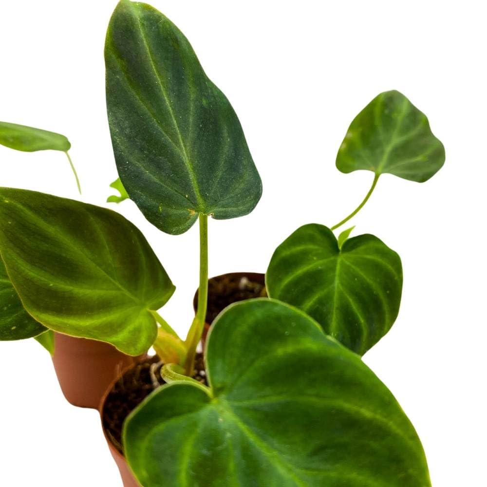 Philodendron Verrucosum 2 inch Set of 3 Deep Green Philo Tiny Mini Pixie Plants