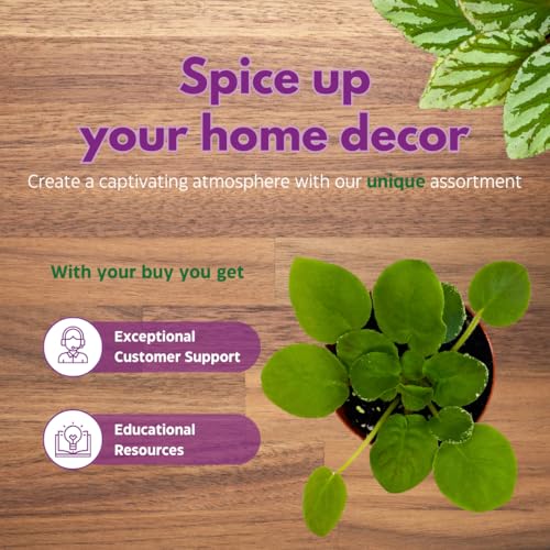 Harmony Foliage African Violet Hunter's Credence 4 inch Blue Ruffle