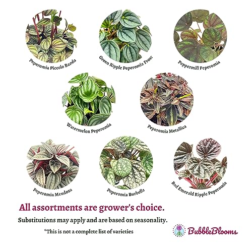 BubbleBlooms Peperomia Assortment, 6 Different peperomias in 2 inch pots Grower's Choice
