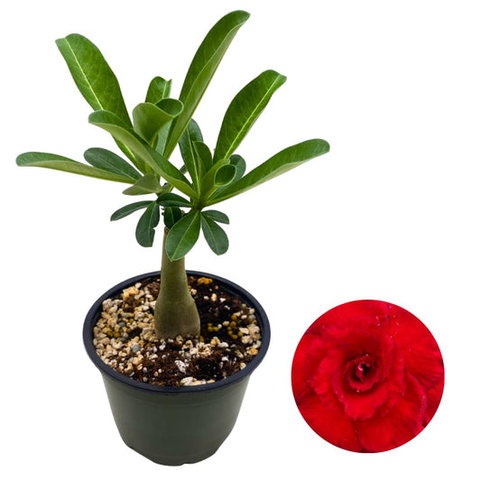 BubbleBlooms Desert Rose Apple in a 4 inch Pot Extremely Rare Flower