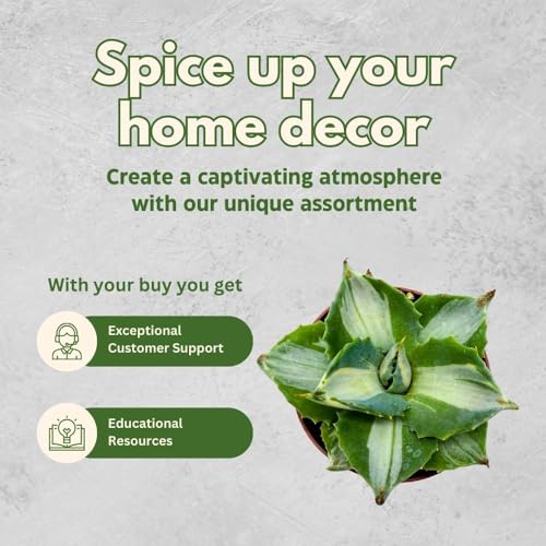 BubbleBlooms Agave Mediopicta Albo Variegated Rare Aloe Set of 3 in 2 inch pots