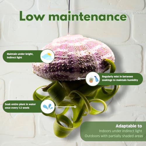 BubbleBlooms Small Tillandsia Jellyfish, Cute Hanging air Plant with Seashell