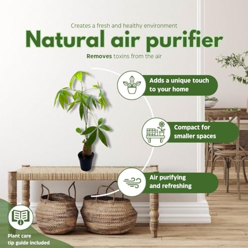 BubbleBlooms Money Tree Stump in a 4 inch Pot Pachira aquatica Guiana Chestnut