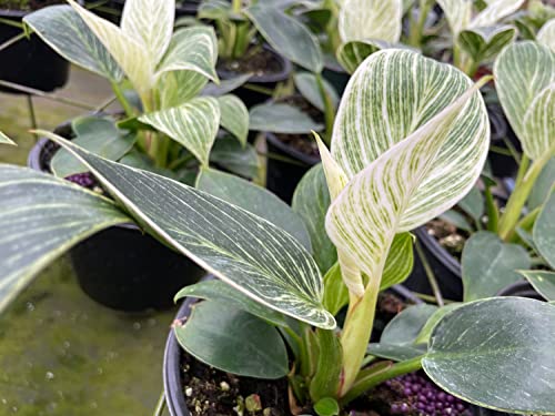 BubbleBlooms Philodendron Birkin, White Wave in a 6 inch Pot Mermaid Tail