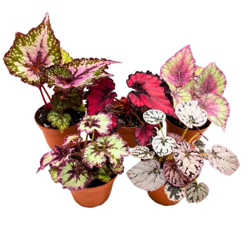 Harmony Foliage Harmony's Begonia Rex Assortment, 4 inch 5 Different Colorful Rex Begonias