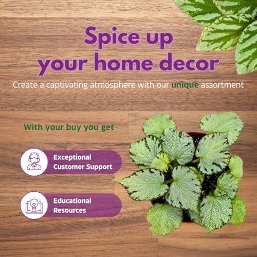 Harmony Foliage Silver Jewel Begonia Rex 6 inch White Green Fuzzy