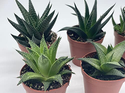 BubbleBlooms Haworthia Variety Assortment, 6 Different Haworthia Plants in 2 inch pots