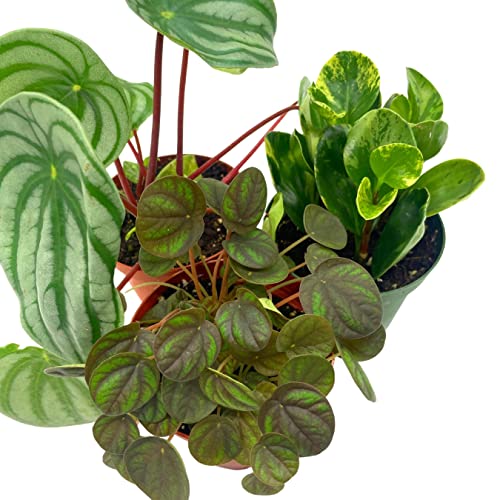 BubbleBlooms Peperomia Assortment Set, 4 inch pots, Set of 3, Watermelon, Marble, Ripple, Rosso, peppermill, Quito, Grower's Choice