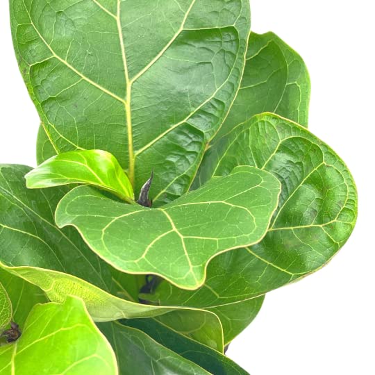 Ficus lyrata Bambino, 4 inch, Dwarf Fiddle Leaf Fig Tree