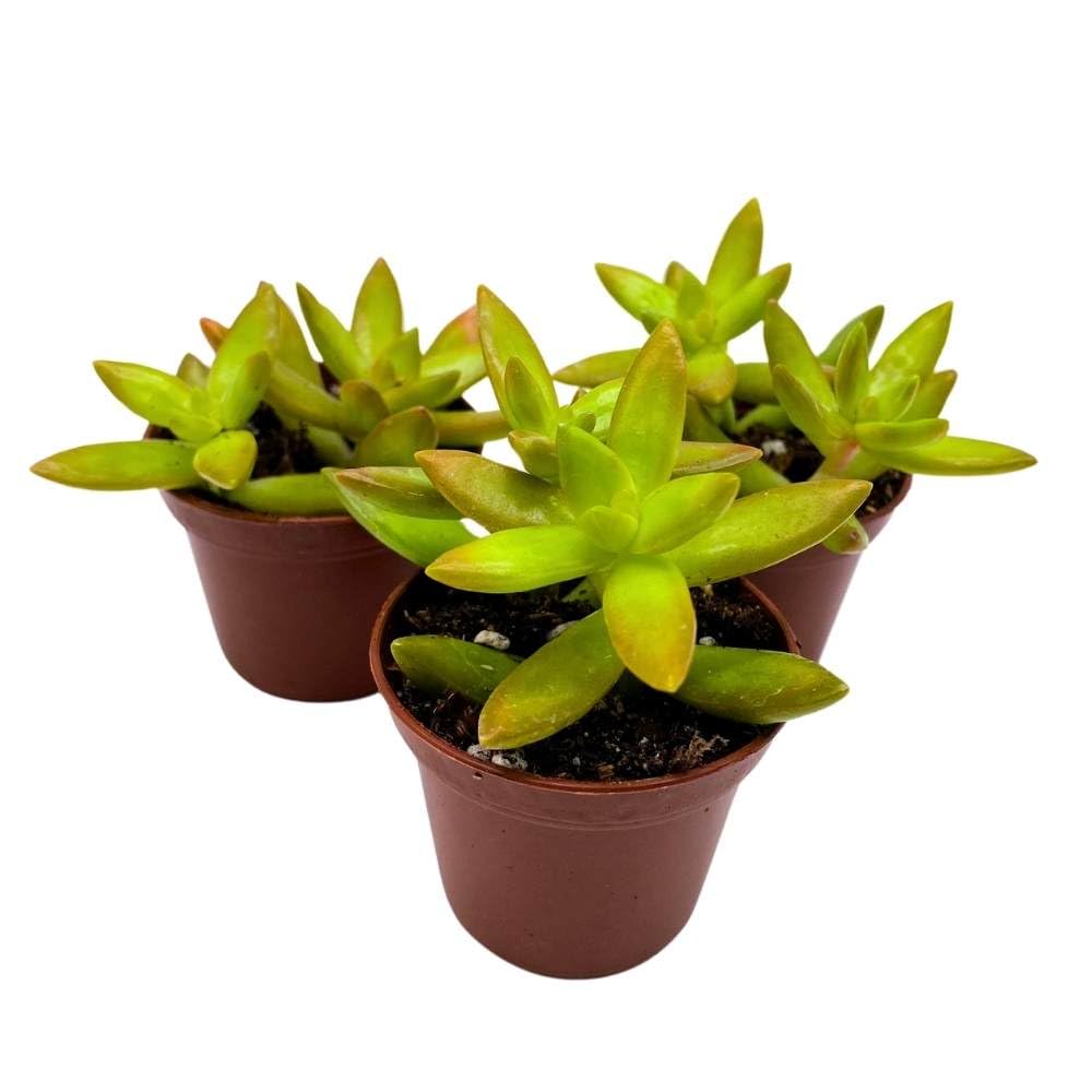 Sedum adolphii Firestorm, 2 inch Set of 3, Garden Succulents Tiny Mini Pixie