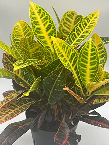 BubbleBlooms Codiaeum variegatum in a 6 inch Pot Variegated Croton