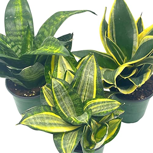 BubbleBlooms Sansevieria Trifasciata Rosette-Shaped Variegated Set of 3 in 4 inch pots, All Different Snake Plants