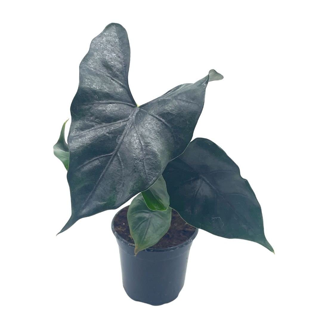 BubbleBlooms Alocasia Purple Cloak, Alocasia Princeps, in 4 inch Pot