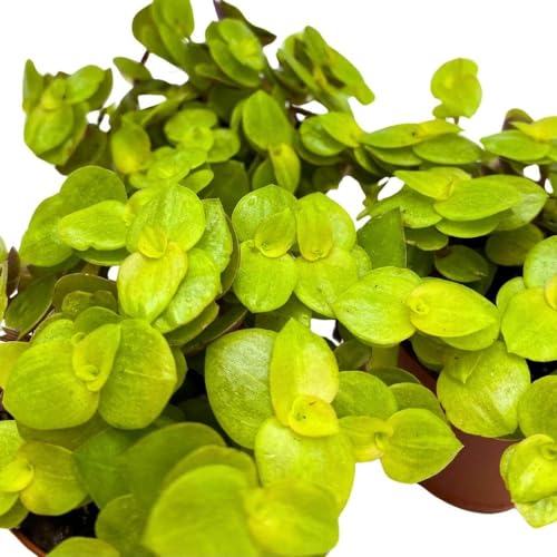 BubbleBlooms Callisia repens Gold 2 inch Set of 3 Miniature Wandering Dude Golden Form Tiny Mini Pixie Plants