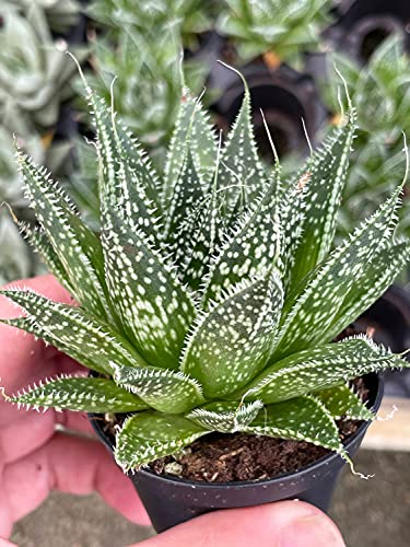 BubbleBlooms Tiger Aloe in a 4 inch Pot Aloe Variegata