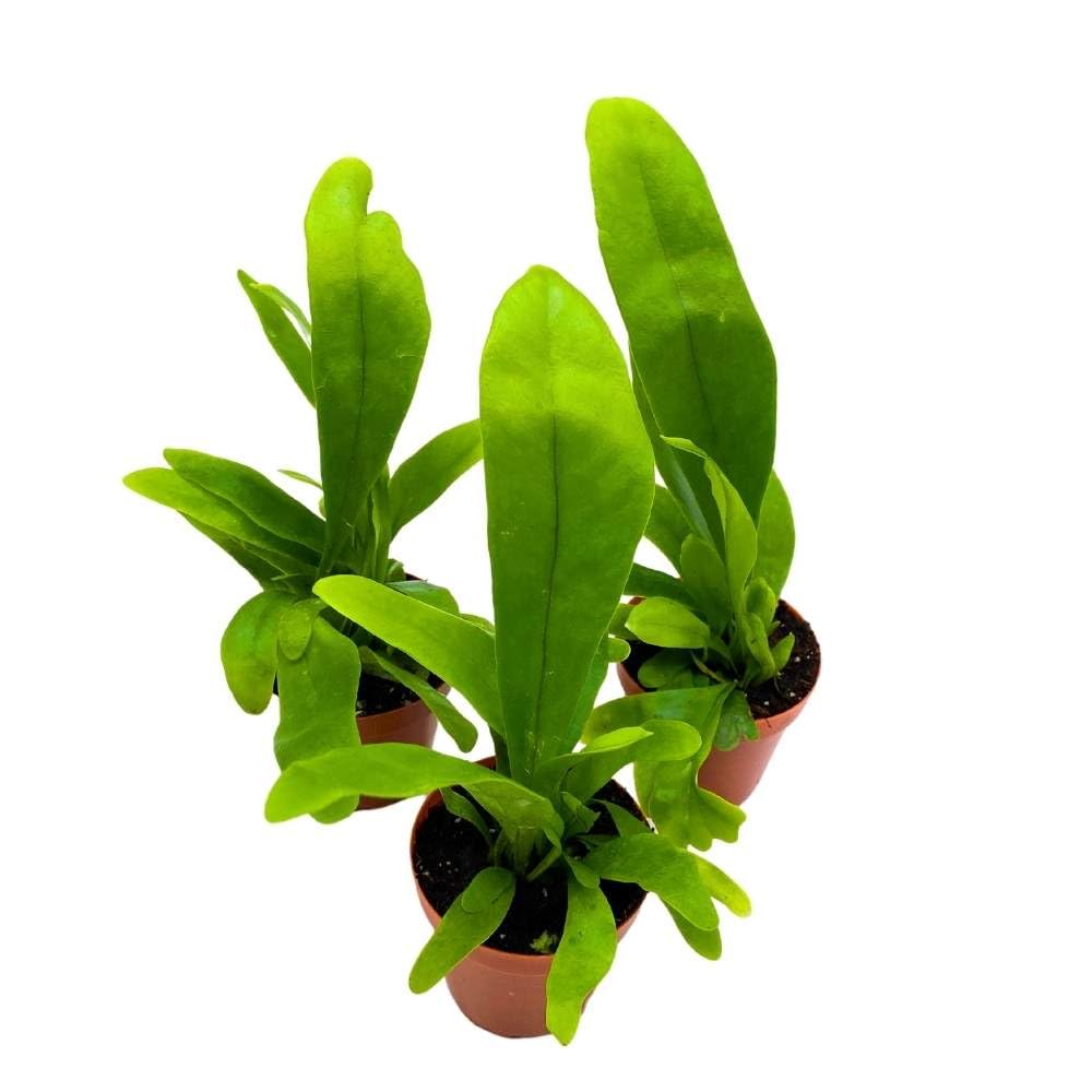 Bird's Nest Fern 2 inch Set of 3 Asplenium Nidus Tiny Mini Pixie Plants