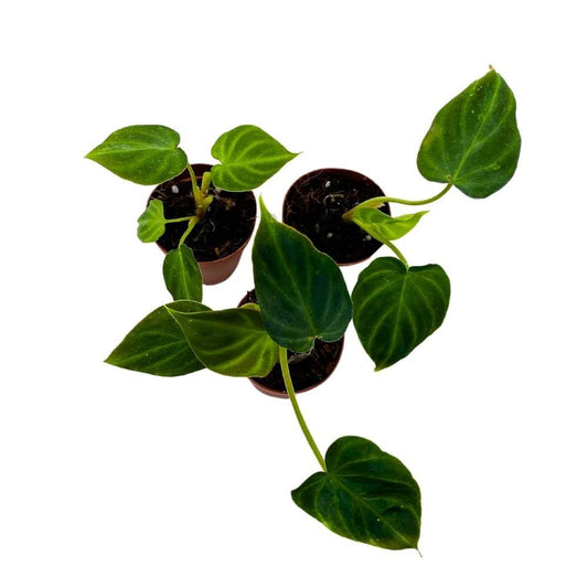 Philodendron Verrucosum 2 inch Set of 3 Deep Green Philo Tiny Mini Pixie Plants