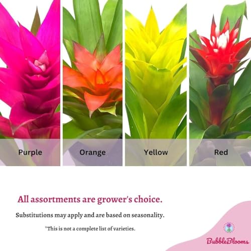 BubbleBlooms Colorful Bromeliad Assortment, 4 inch Set of 3, Guzmania Variety