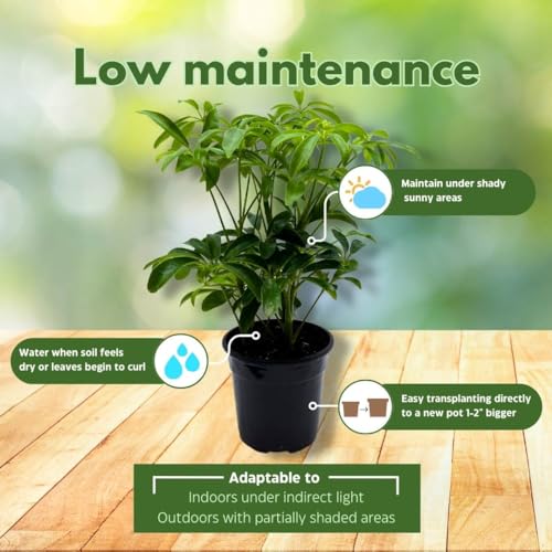BubbleBlooms Schefflera Arboricola in a 4 inch Pot Dwarf Umbrella-Tree, Octopus Plant