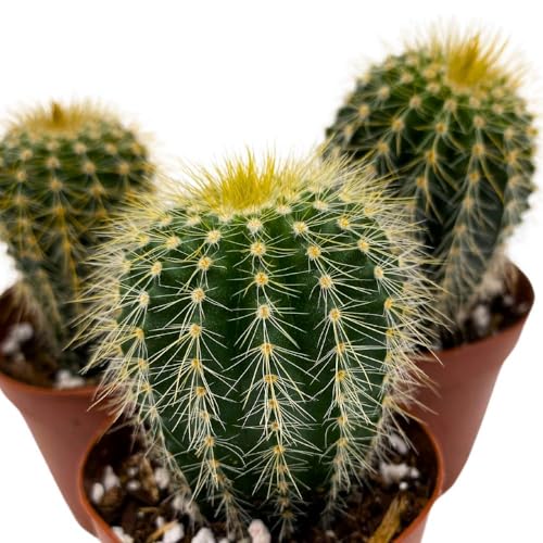 BubbleBlooms Golden Barrel Cactus, 2 inch Set of 3, Kroenleinia grusonii Gold Ball Tiny Mini Pixie Plants
