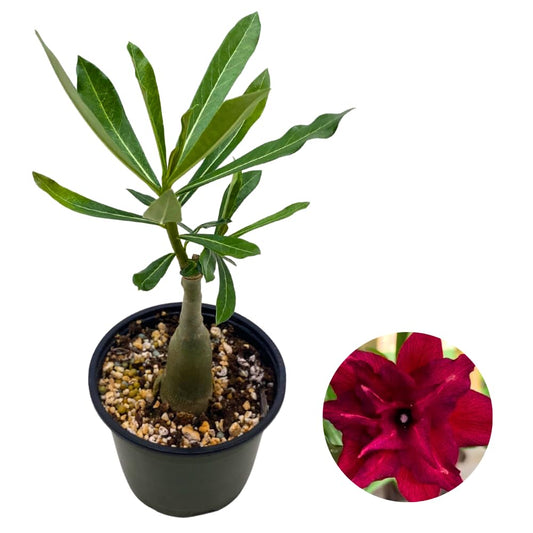 BubbleBlooms Desert Rose Medusa in a 4 inch Pot Extremely Rare Flower