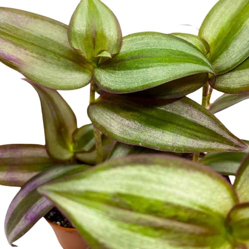 BubbleBlooms Tradescantia Silver Zebrina 2 inch Set of 3 Grey Wandering Dude pendula Spiderwort Tiny Mini Pixie Plants