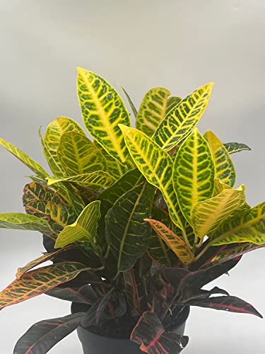 BubbleBlooms Codiaeum variegatum in a 6 inch Pot Variegated Croton