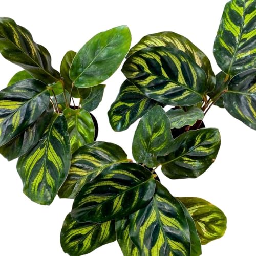 BubbleBlooms Calathea makoyana 2 inch Set of 3 Peacock Prayer Plant Tiny Mini Pixie Plants