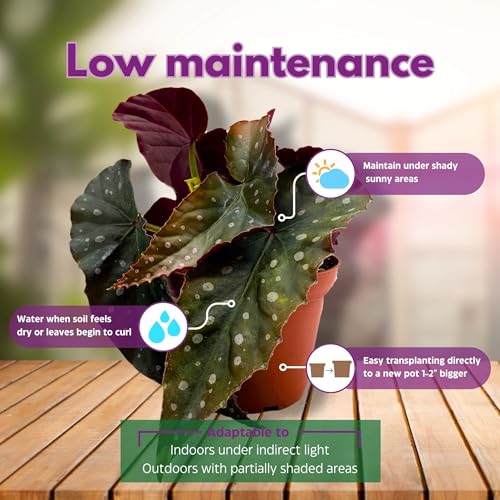 Harmony Foliage Harmony's Crinkle Dot Angel Wing Cane Begonia 4 inch