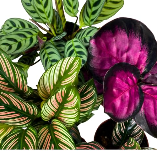 BubbleBlooms Calathea Assortment in 4 inch Pots Set of 5 Prayer Plants