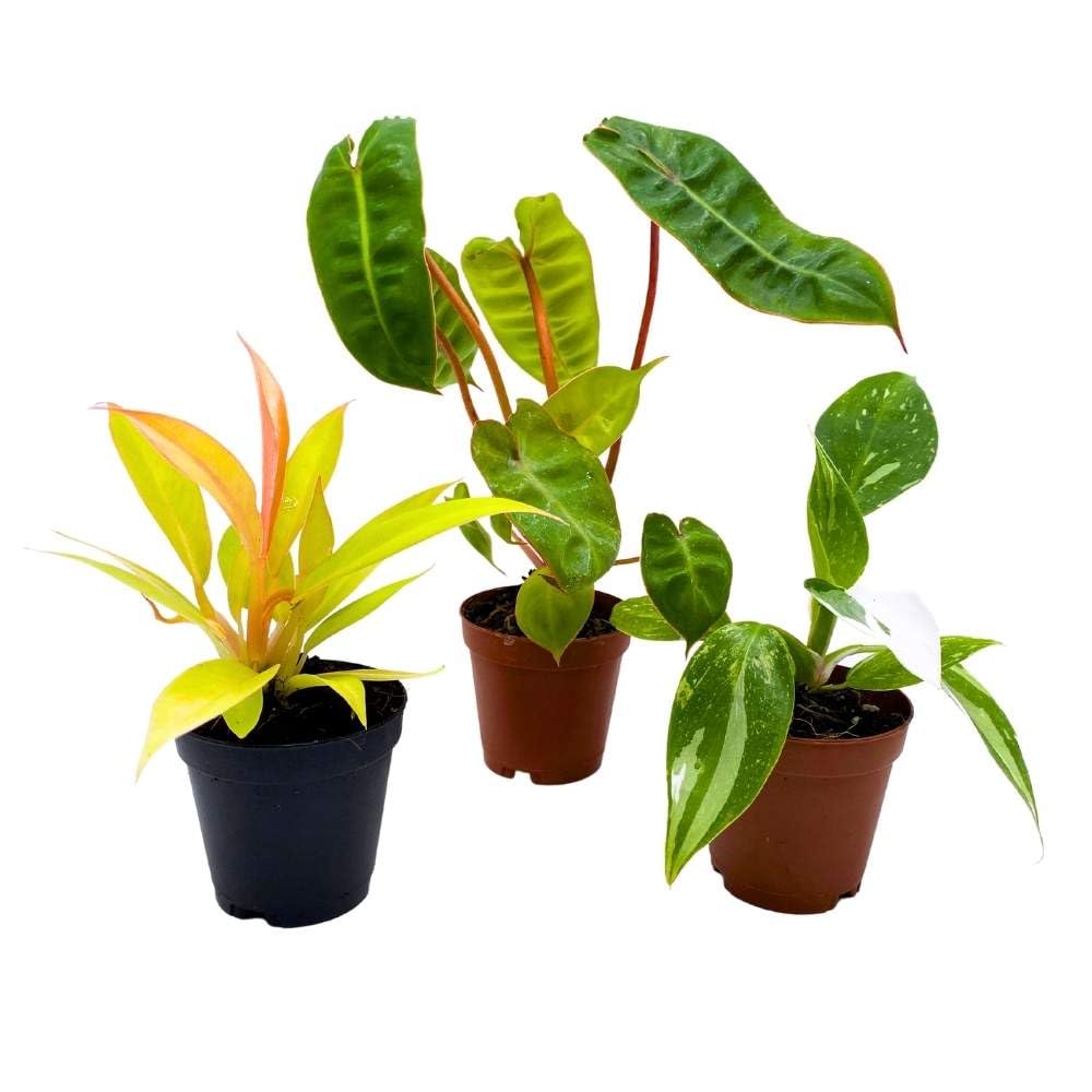 Rare Philodendron Assortment, 2 inch Set of 3, Very Rare Philo Set Growers Choice, tortum, Snowdrift, billietiae, White Princess