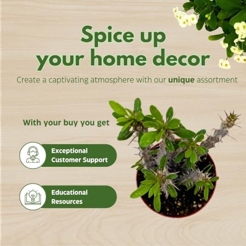 BubbleBlooms Madagascar Ocotillo (Madigascan) African Alluaudia procera, 4 inch White Cactus