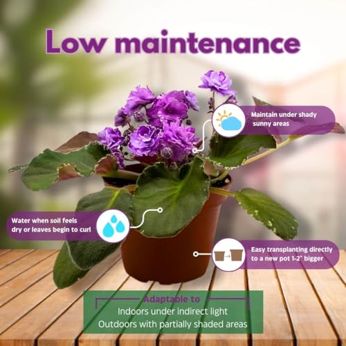 Harmony Foliage African Violet Wrangler's High Sierra 4 inch
