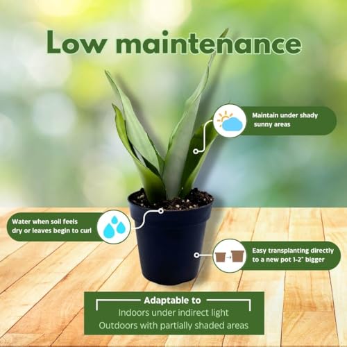 BubbleBlooms Sansevieria Moonshine White-ish Green Snake Plant in a 4 inch Pot