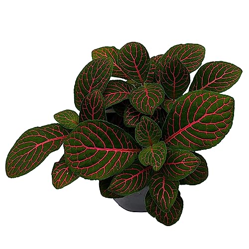 BubbleBlooms Red Nerve Plant, Fittonia Verschaffeltii, Ruby Red Mosaic Plant in a 4 inch Pot