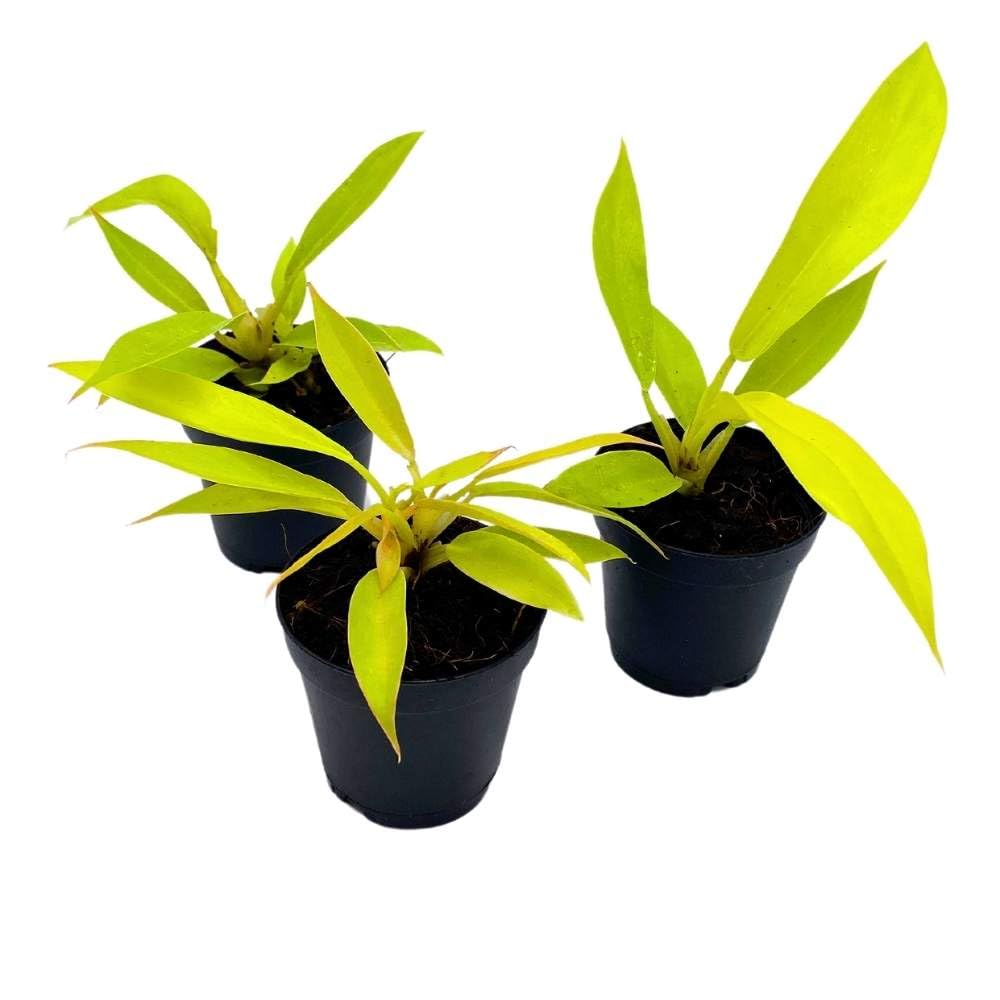 Philodendron Gergasi Golden, 2 inch Set of 3, Golden Saw Gergaji serratum Tiny Mini Pixie Plants