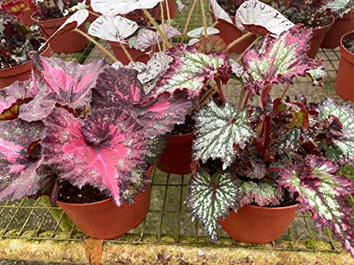 BubbleBlooms Harmony's Large Begonia Variety Assortment, 3 Different Begonia Rex in a 6 inch Pot, Begonia rex