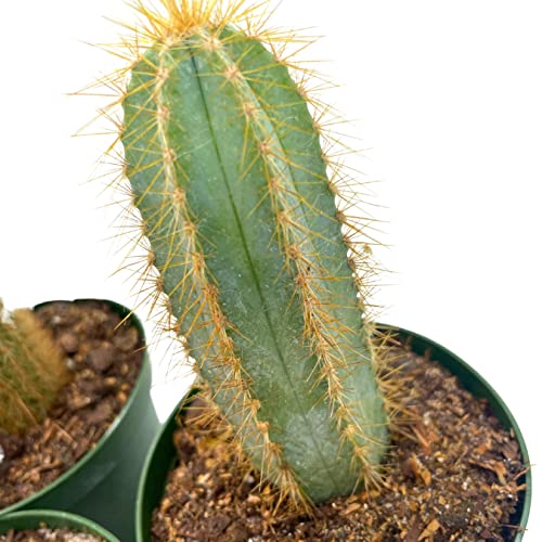 BubbleBlooms Column Cactus Assortment, 4 inch Set of 3, Silver Torch, Blue Column, Yellow, Old Man Fuzzy, Variety Cacti