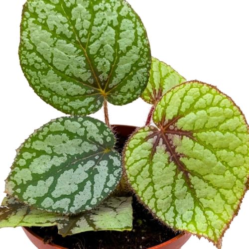 Begonia U309 4 inch Rhizomatous Begonia Rhizo Green White