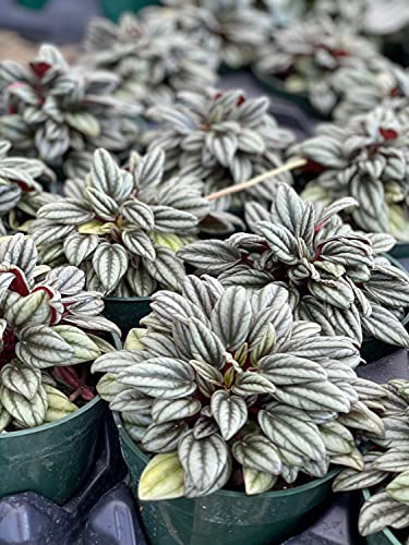 BubbleBlooms Peperomia Rosso - Thumbnail 3