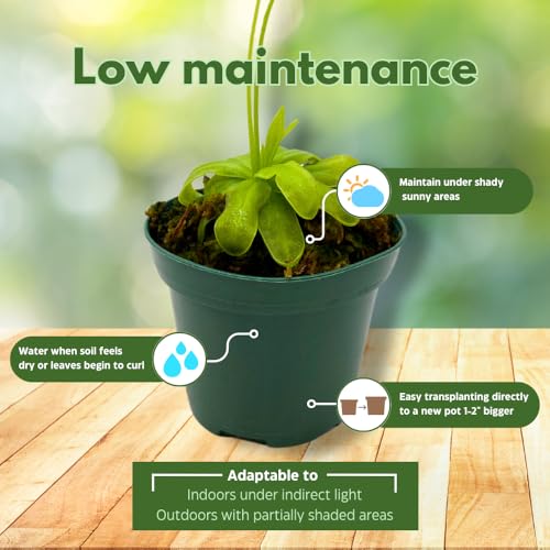 BubbleBlooms Carnivorous Assortment in 3 inch Pots Set of 3