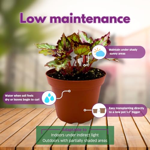 Harmony Foliage Harmony's Red Star Begonia Rex 4 inch Reddish Pink