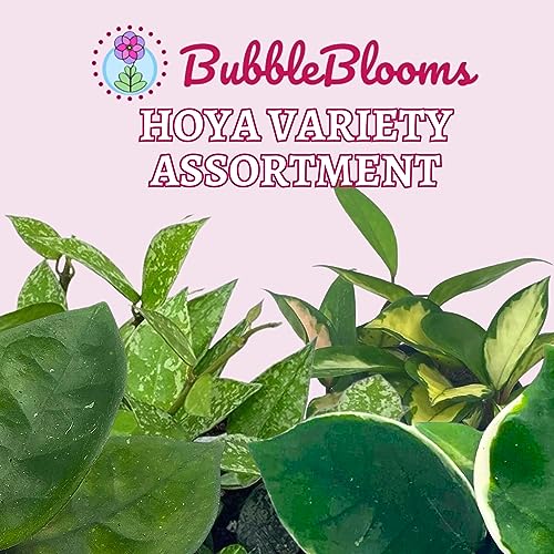 BubbleBlooms Hoya Variety Assortment 2 inch Set of 4 Grower's Choice Live Potted Premium Collection