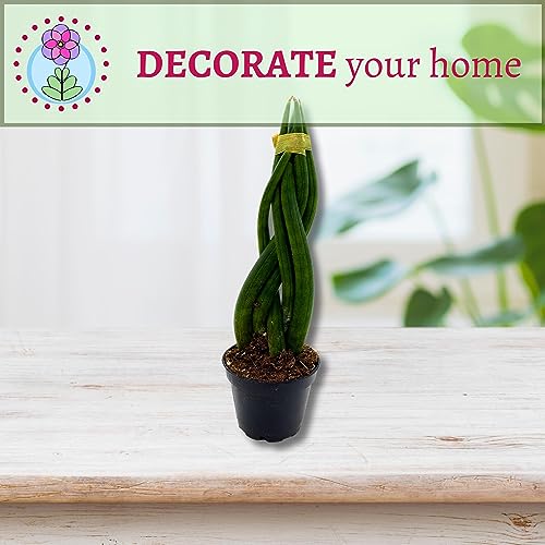 BubbleBlooms Braided African Spear in a 2 inch Pot Snake Plant Braid Spear Sansevieria cylindrica